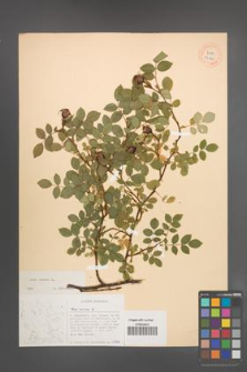 Rosa canina [KOR 26840]