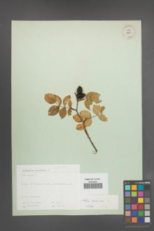 Rosa canina [KOR 17653]