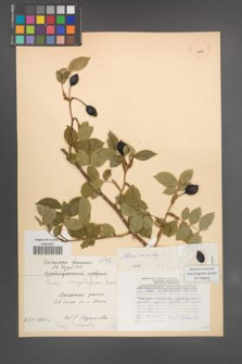 Rosa canina [KOR 17817]