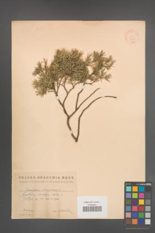 Juniperus oxycedrus [KOR 14604]