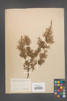 Juniperus oxycedrus [KOR 14611]