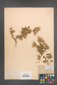 Juniperus oxycedrus [KOR 14608]