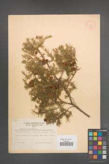 Juniperus oxycedrus [KOR 14615]