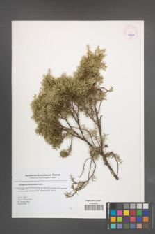 Juniperus navicularis [KOR 45637]