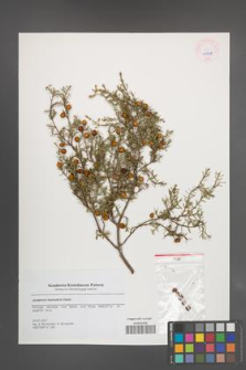 Juniperus navicularis [KOR 45649]