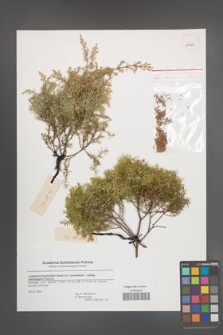 Juniperus navicularis [KOR 43747]