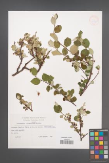 Cotoneaster integerrimus [KOR 32947]