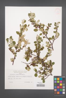 Cotoneaster integerrimus [KOR 32954]