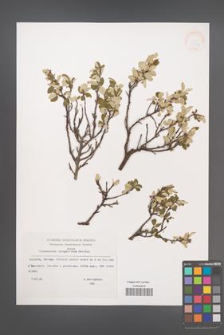Cotoneaster integerrimus [KOR 32942]