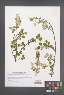 Cotoneaster integerrimus [KOR 47927]
