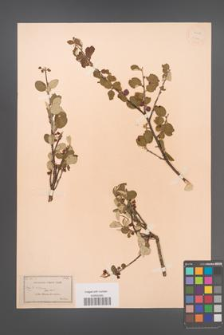 Cotoneaster integerrimus [KOR 13172]