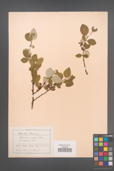 Cotoneaster integerrimus [KOR 13173]
