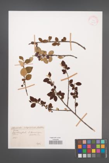 Cotoneaster integerrimus [KOR 27952]