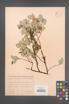 Cotoneaster integerrimus [KOR 13117]