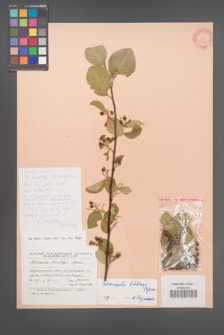 Cotoneaster lindleyi [KOR 23309]