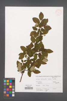Cotoneaster lucidus [KOR 46981]