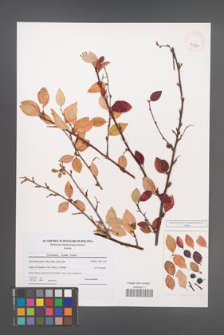 Cotoneaster lucidus [KOR 40930]