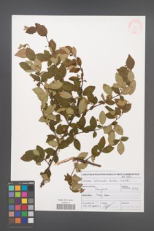 Cotoneaster lucidus [KOR 46978]