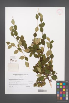 Cotoneaster lucidus [KOR 42286]