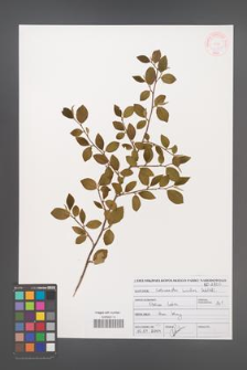 Cotoneaster lucidus [KOR 46980]