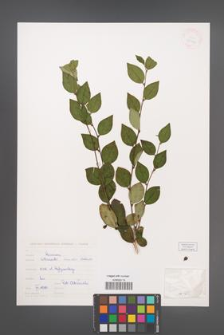 Cotoneaster lucidus [KOR 29136]