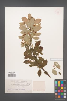 Cotoneaster lucida [KOR 1052]