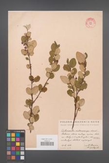 Cotoneaster melanocarpa [KOR 55155]