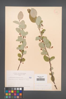 Cotoneaster melanocarpus [KOR 4563]