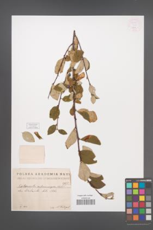 Cotoneaster melanocarpa [KOR 55174]