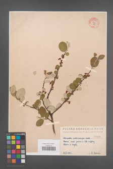 Cotoneaster melanocarpa [KOR 55178]