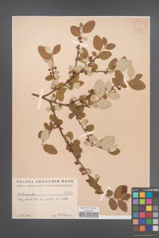 Cotoneaster melanocarpa [KOR 1458]