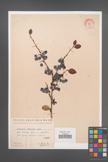 Cotoneaster melanocarpa [KOR 55179]
