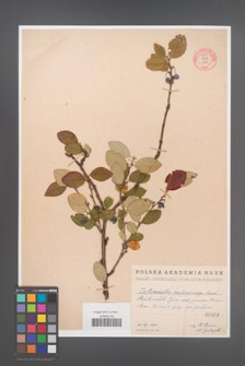 Cotoneaster melanocarpa [KOR 55181]