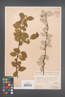 Cotoneaster melanocarpa [KOR 55182]