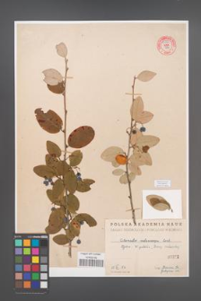 Cotoneaster melanocarpa [KOR 55184]