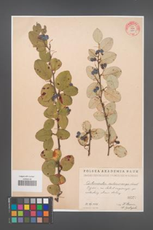 Cotoneaster melanocarpa [KOR 55186]