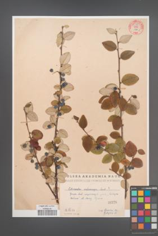 Cotoneaster melanocarpa [KOR 55188]