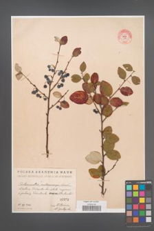 Cotoneaster melanocarpa [KOR 55189]