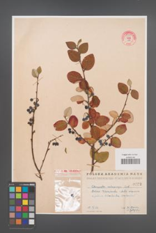 Cotoneaster melanocarpa [KOR 55190]