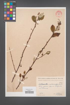Cotoneaster melanocarpa [KOR 55192]