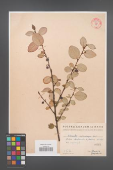 Cotoneaster melanocarpa [KOR 55193]