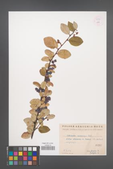 Cotoneaster melanocarpa [KOR 55194]