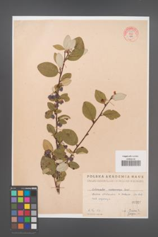 Cotoneaster melanocarpa [KOR 55199]