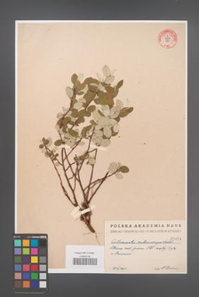 Cotoneaster melanocarpa [KOR 55203]