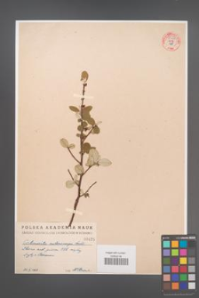 Cotoneaster melanocarpa [KOR 55204]