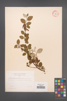 Cotoneaster melanocarpus [KOR 9078]