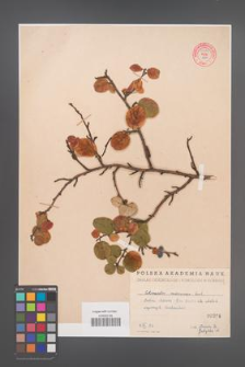 Cotoneaster melanocarpa [KOR 55205]