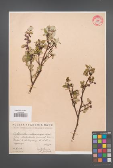 Cotoneaster melanocarpa [KOR 55212]
