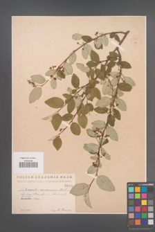 Cotoneaster melanocarpa [KOR 55223]