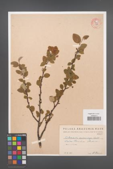 Cotoneaster melanocarpa [KOR 55228]